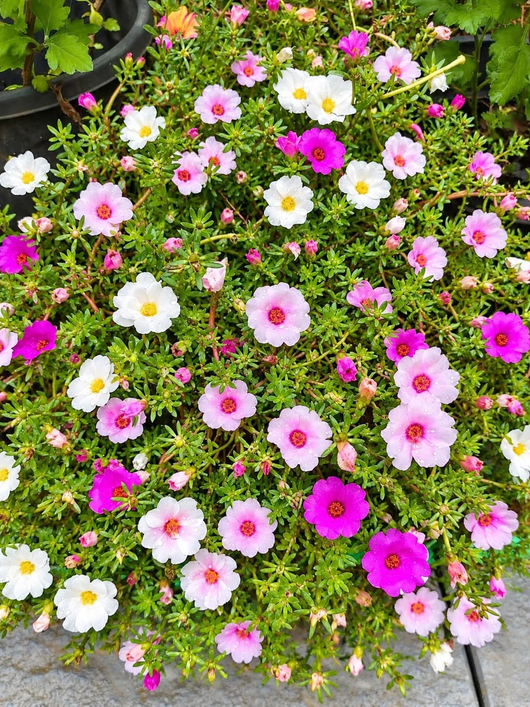 Pathumani Plants