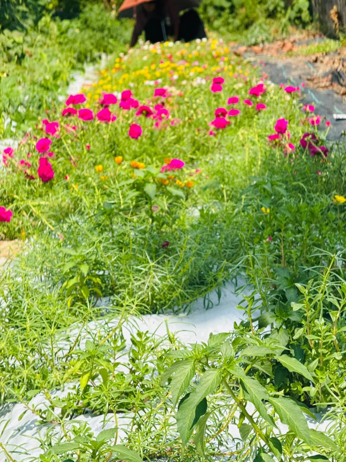 Pathumani Plant – 3 Cuttings