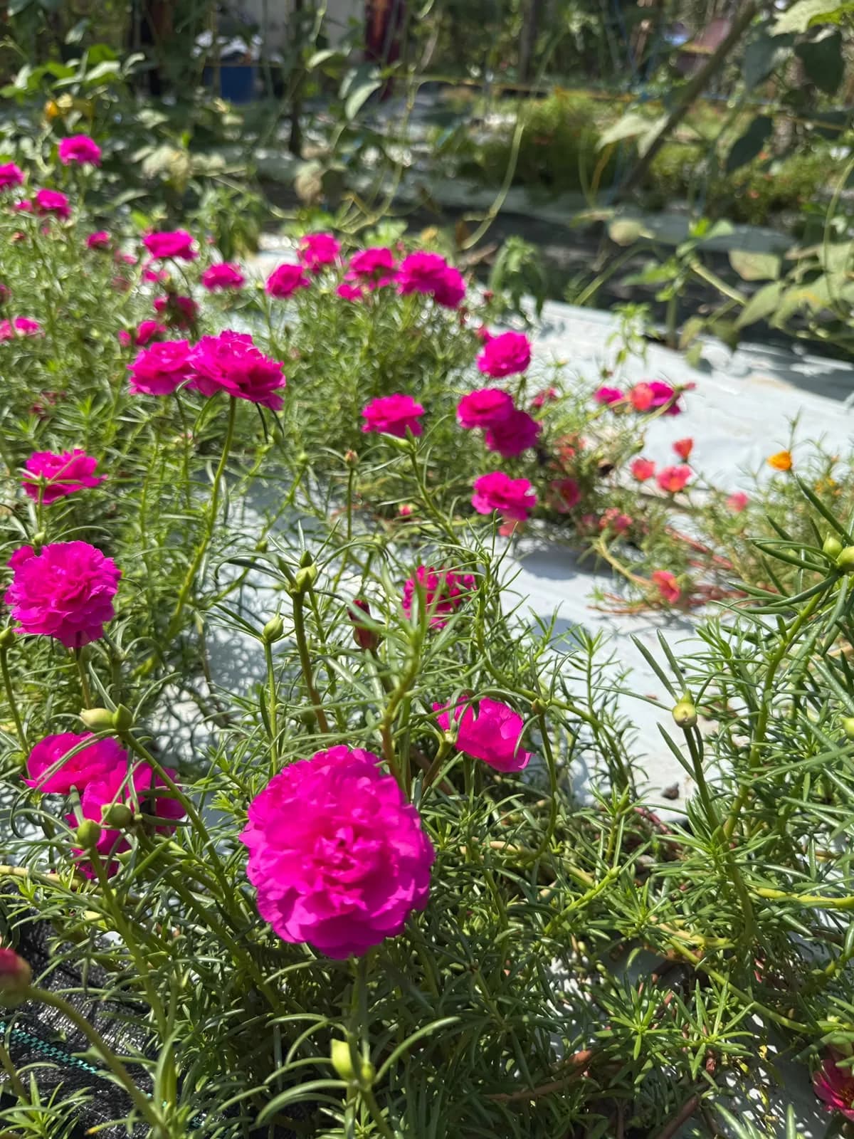 Pathumani Plant – 3 Cuttings