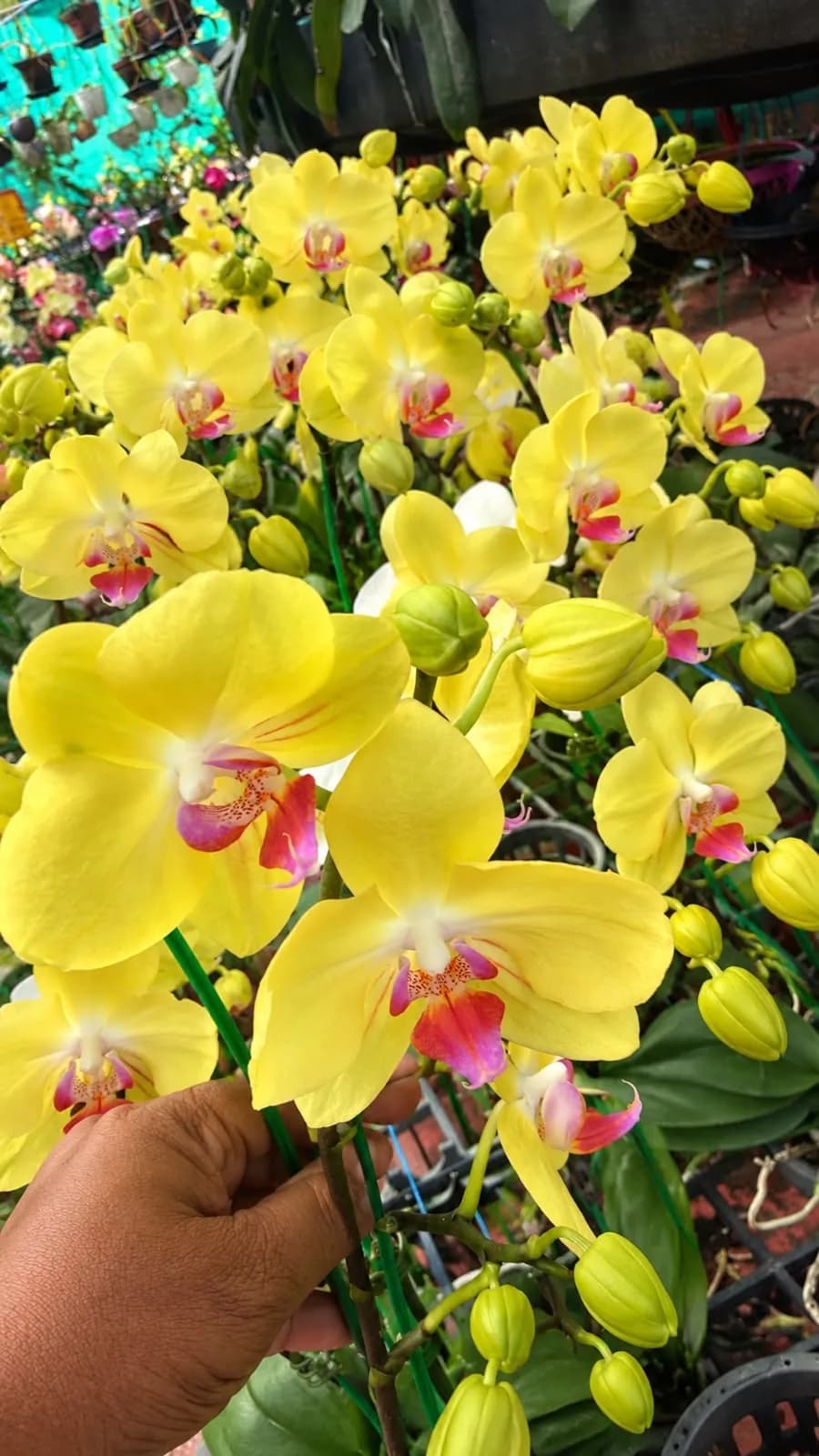 Phalaenopsis with flower – GL082047