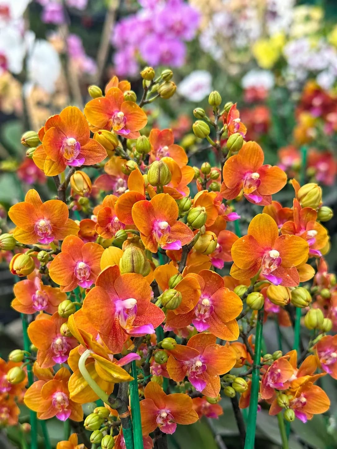 Phalanopsis miniature